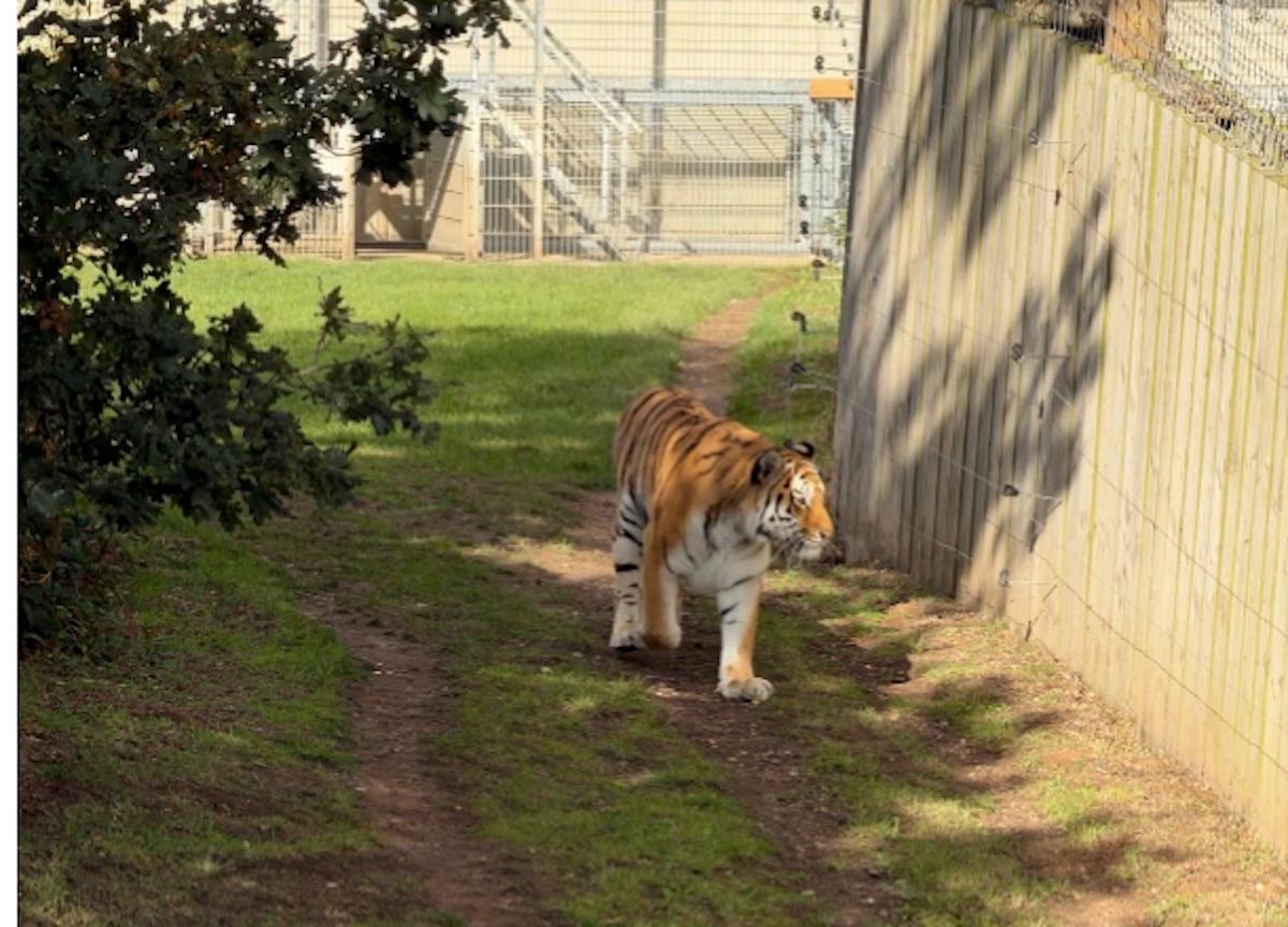 Viral: Muere hombre que saltó al recinto de un tigre en un zoológico de Inglaterra