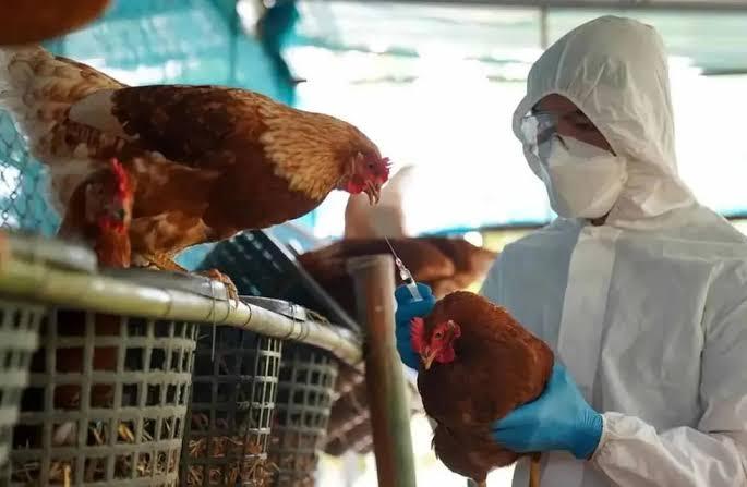 <strong>Se descartan riesgos por gripe aviar en México</strong>