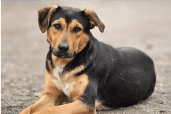 El presunto responsable de arrojar a perrito a cazo de aceite está en el Penal de Chiconautla