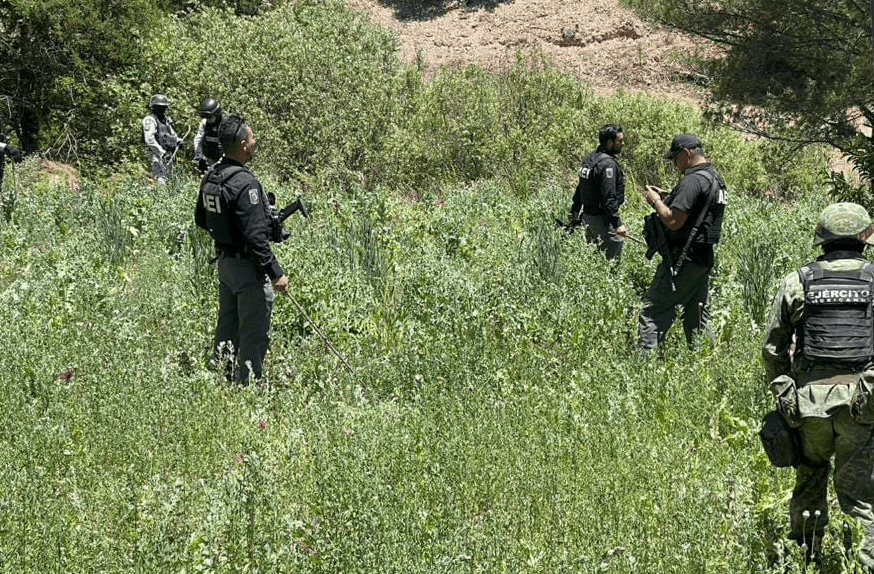 Destruyen 3600 plantas de amapola en Chihuahua