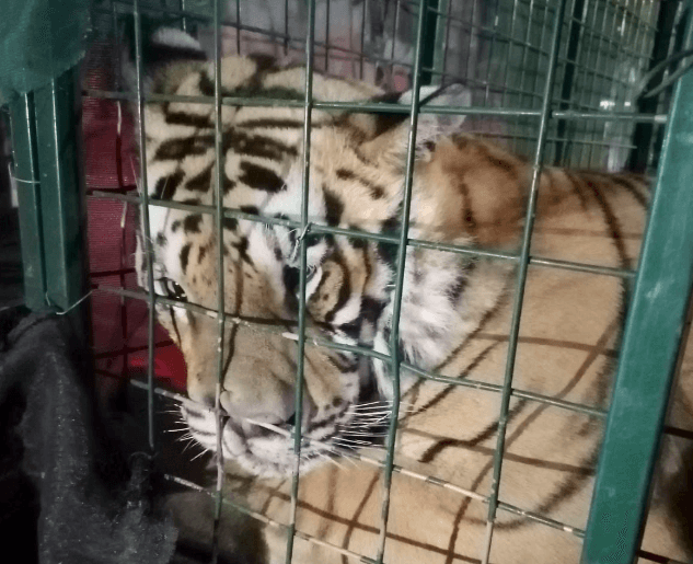 Logran capturar a tigre que escapó de una finca en Tlaquepaque, Jalisco