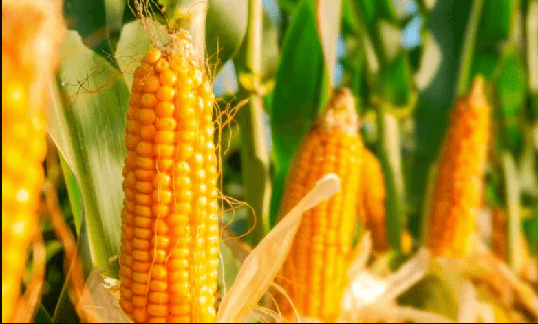 Maíz entregado por la gobernadora Maru Campos beneficiará a más de 2 mil productores