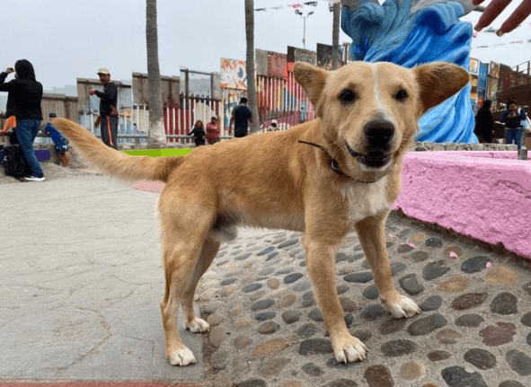 Perrito deportado por cruzar ilegalmente a Estados Unidos