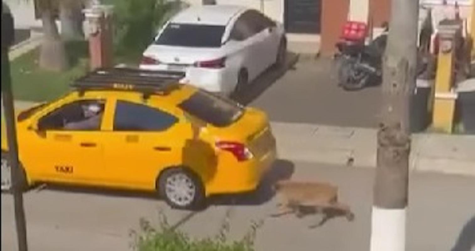 Fiscalía de Nayarit va contra chofer de taxi por maltrato animal