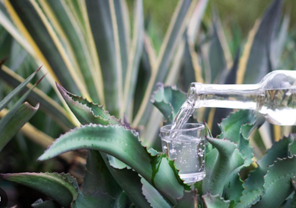 Guanajuato celebra la ampliación de la Denominación de Origen del mezcal