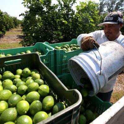 Continúa paro de labores de limoneros en Michoacán 