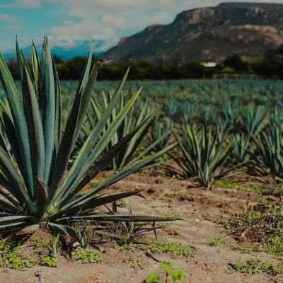 Gobierno de Libia Dennise priorizará atención a la sobreoferta de agave