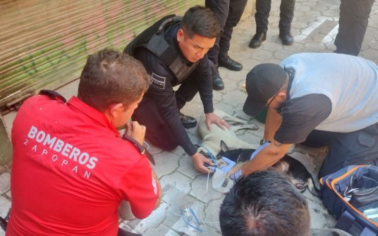 Bomberos de Zapopan rescataron a  mascotas que estaban atrapadas en un incendio