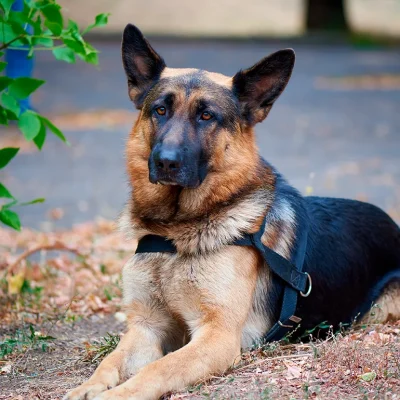 ¿Afecta el frío a nuestras mascotas? Protégelos de los cambios de temperatura