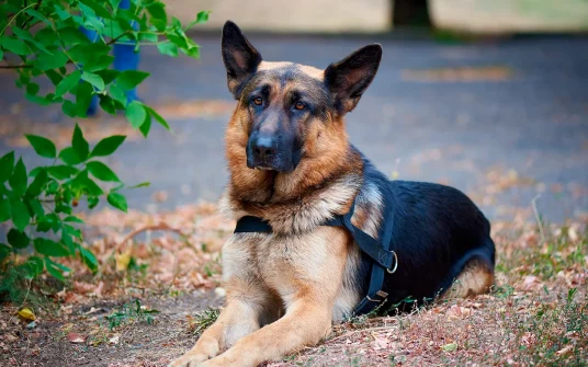 ¿Afecta el frío a nuestras mascotas? Protégelos de los cambios de temperatura