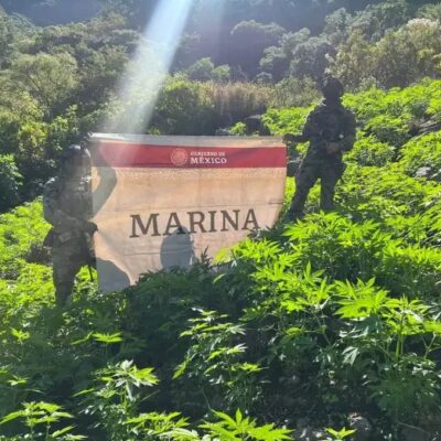 Localiza MARINA plantíos de marihuana y asegura equipo táctico en Nayarit