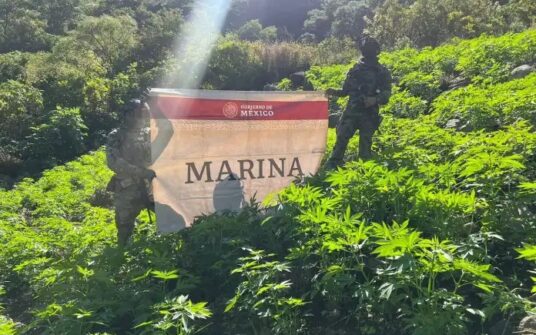 Localiza MARINA plantíos de marihuana y asegura equipo táctico en Nayarit