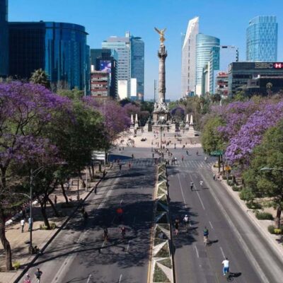 ¡Espectacular! Inicia la temporada de jacarandas